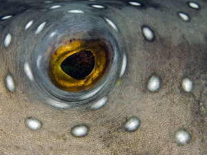 "The Eye"

Eye of the whitespotted puffer. by Henry Jager 
